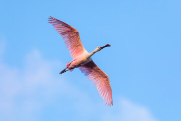 Flying in a blue early morning sky above Ding Darling National Wildlife Refuge on Sanibel Island, Florida, a roseate spoonbill bird soars through the sky with its pink wings outstretched.