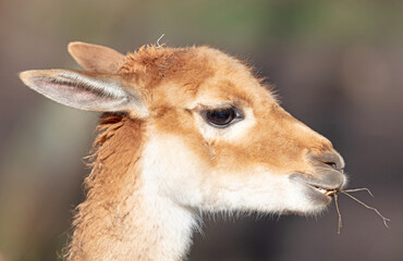 Portrait of a vicuna (Vicugna vicugna)