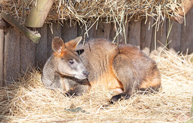 Wallaby resting and enjoying the sun