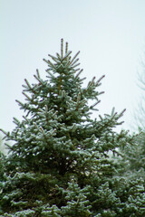 Winter pine tree
