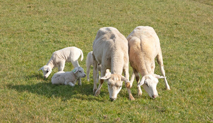 New Spring Lambs with there mums