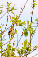 Sedge warbler singing from a branch in the spring