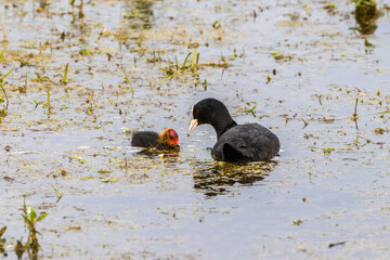 Coot with chicken swimming in the lake in summer