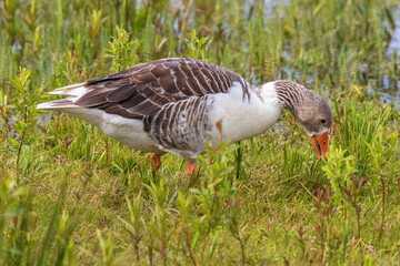 Hybridized goose grazing in the meadow