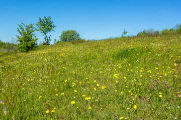 Flowering meadow in summer landscape
