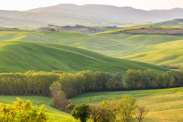 Rolling landscape with trees and fields