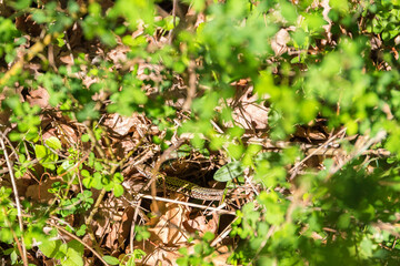 Lizard crawling among leaves on the ground