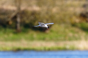 Tern hover over a lake