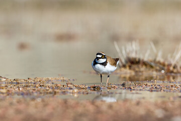 Plover bird at a beach in the summer