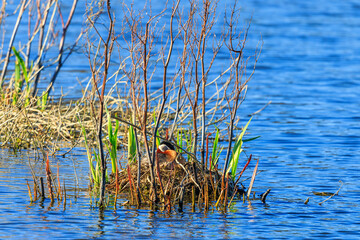 Red necked grebe lying down in the nest