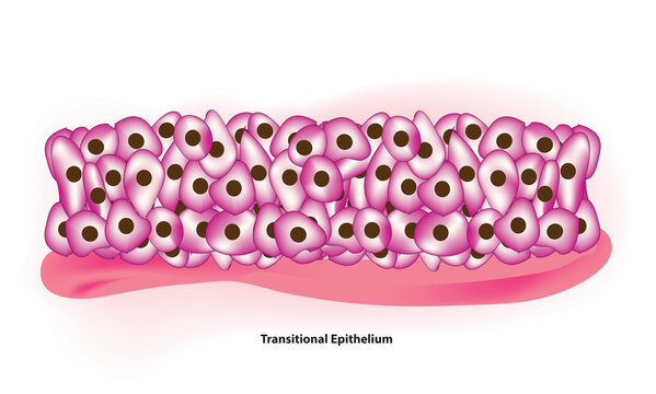 transitional epithelium tissue