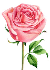 Flower. Pink Rose on a white background, watercolor botanical illustration