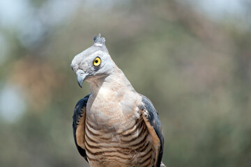 The Pacific Baza is a medium-sized, long-tailed hawk with a prominent crest. It is slim-bodied, with a narrow head and neck. The wings are paddle-shaped,