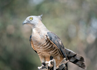 The Pacific baza, also known as the crested hawk, crested baza, and Pacific cuckoo-falcon, is a slender, medium-sized species of hawk in the family.