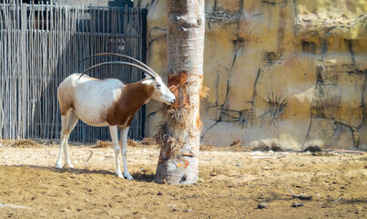 ORYX IN ZOO