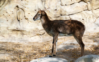 MOUNTAIN GOAT 
