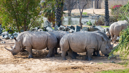 rhino in the zoo
