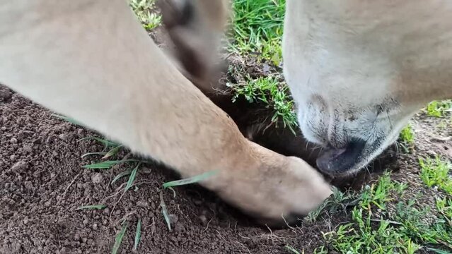 dog digging on the ground