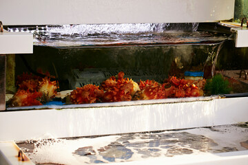 fresh sea urchin in water tank