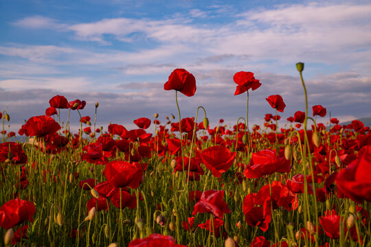 Red poppies. Australia New Zealand Army Corps. Red poppy flowerrs and text on white background. Anzac Day. Remembrance day.