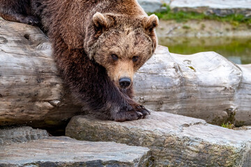 Obraz premium Close up big brown bear in spring forest