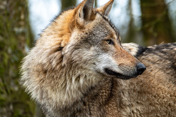 Close up of an adult wolve roaming in the forest