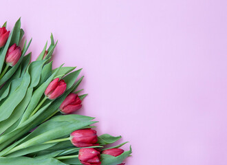 red bright tulips on a pink background