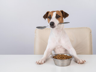 Jack Russell Terrier dog sits at a dinner table with a bowl of dry food and holds a spoon in his mouth. 