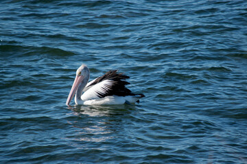 this is a side view of an Australian pelican