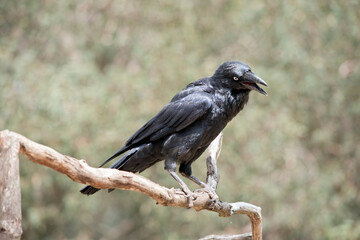 Fototapeta premium the black raven is perched on a tree branch