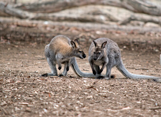 the red necked wallabies are in a paddock - obrazy, fototapety, plakaty