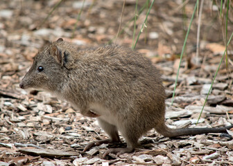 this is a side view of a long nosed  potoroo