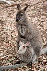 the red necked wallaby has reddish fur on its shoulders and nape. The rest of its body is tawny gray, except for its white chest and belly. 