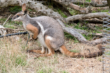 this is a side view of a  yellow footed rock wallaby