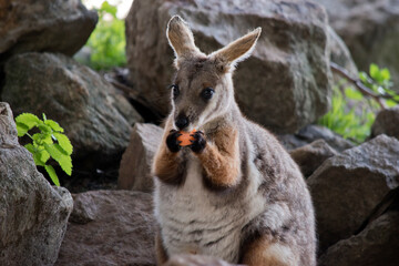this is a close up of a yellow footed rock wallaby eating a carrot