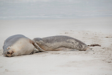 the sea lion is grey on the top and white on its bottom