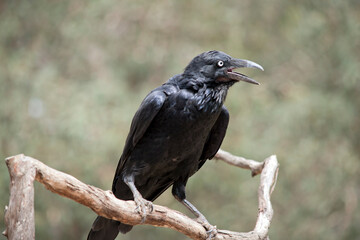 this is a close up of a raven