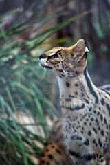the serval  is a wild cat native to Africa