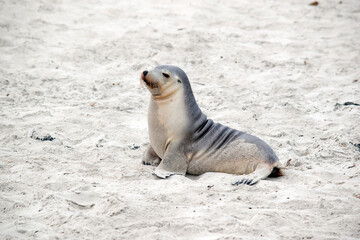 the sea lions are grey on top and white underneath with whiskers and a black nose