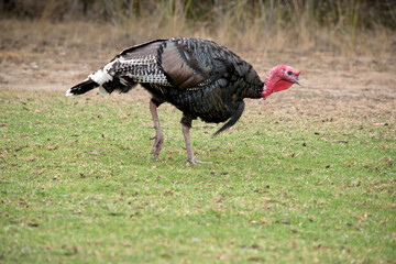 the wild American turkey has a red head and nech black body with white stripes on its tail