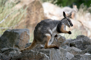 the yellow footed rock wallaby has a joey in her pouch