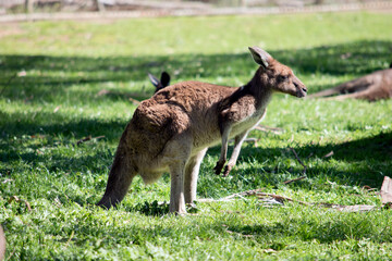 Fototapeta premium this is a side view of a western grey kangaroo