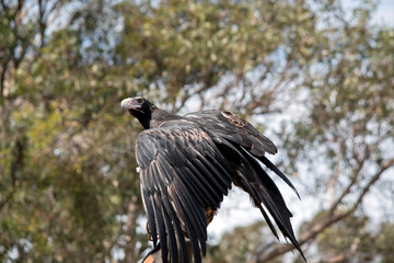 the wedge tail eagle is flapping its wings