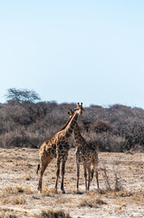 Two Angolan Giraffe - Giraffa giraffa angolensis- standing on the planes of Etosha National Park, Namibia.