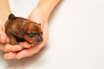 A very small newborn, brown puppy in the palm of your hand. 