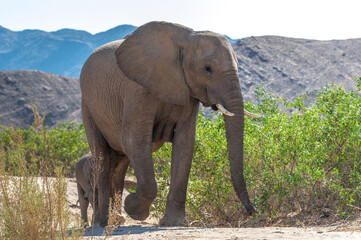 Fototapeta premium Closeup of an African Desert Elephant - Loxodonta Africana- wandering in the desert in North Western Namibia.