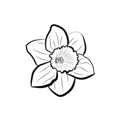 Narcissus. Botanical illustration. Line art flowers