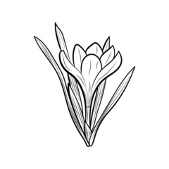 Botanical illustration. Line art flowers