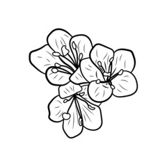 Fototapeta na wymiar Botanical illustration. Line art flowers