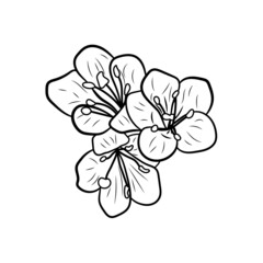 Botanical illustration. Line art flowers